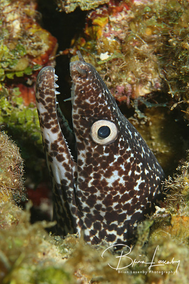 Spotted Moray