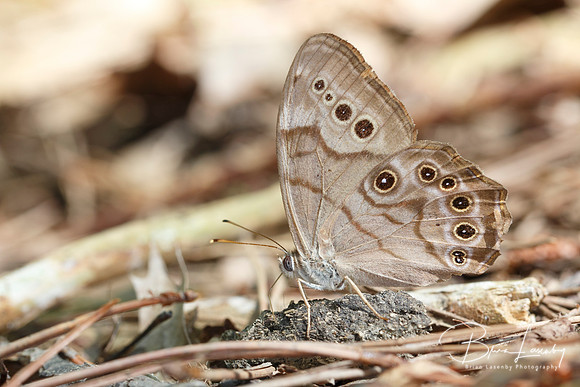 Northern Pearly Eye