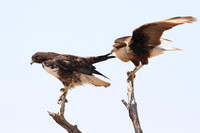 Crested Caracara Tugging on the Wing of a White-tailed Hawk - Texas