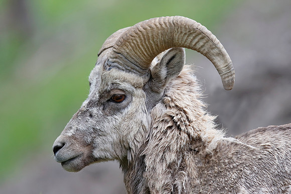 Male Rocky Mountain Bighorn Sheep - Banff National Park, Canada