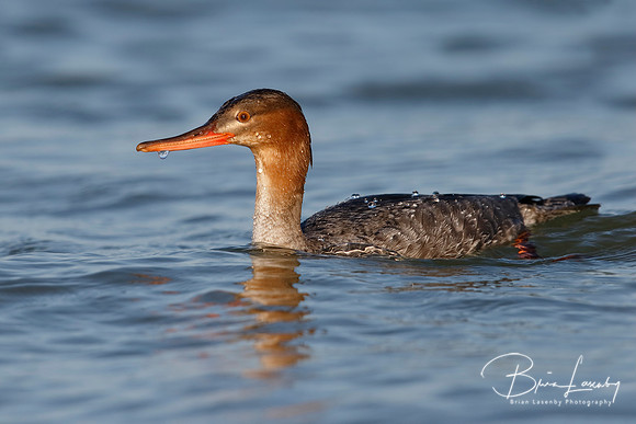 Red-breasted Merganser swimming in the Gulf of Mexico - Florida