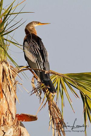 Female Anhinga perched in a palm tree - Melbourne, Florida