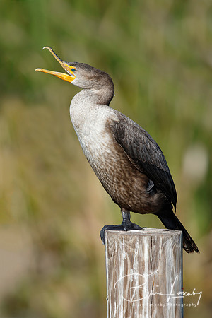 Double-crested Cormorant Yawning on a Dock Piling - Florida