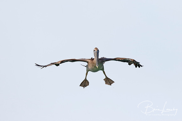Immature Brown Pelican coming in for a landing - Florida