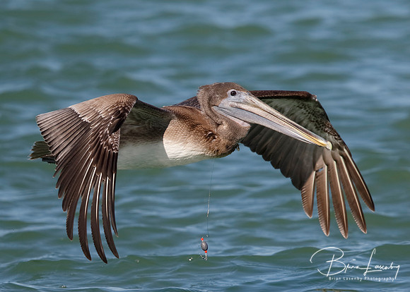 Immature Brown Pelican with a fishing line around its neck - Flo