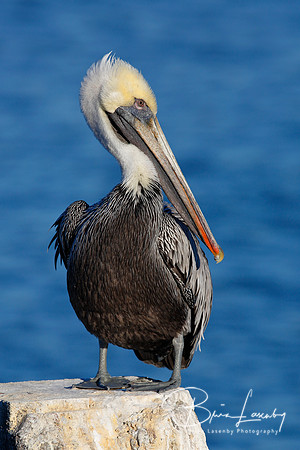 Brown Pelican perched on a dock piling - Florida