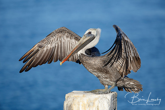 Immature Brown Pelican Stretching its Wings - Florida