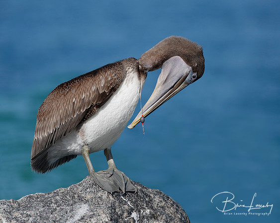 Brown Pelican with Fish Line Around its Neck - Florida