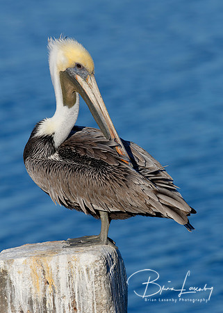 Brown Pelican Preening its Feathers on a Post - Florida