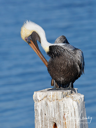 Brown Pelican Preening its Feathers on a Post - Florida