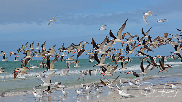 Flock of Black Skimmers Taking Flight - Florida