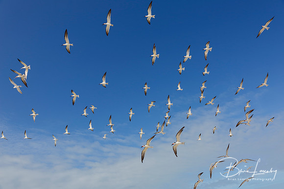 Flock of Black Skimmers in Flight - Florida