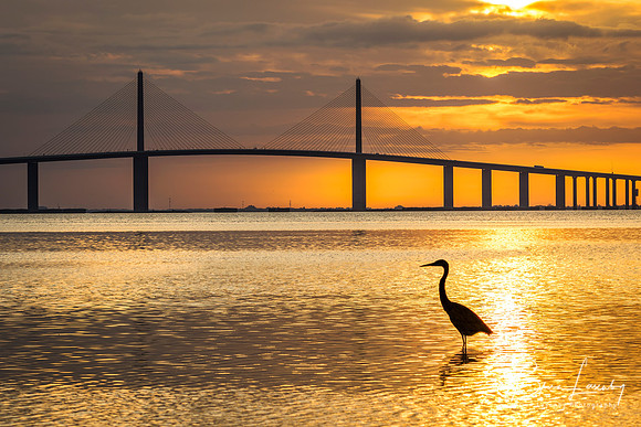 Great Blue Heron at sunrise - St. Petersburg, Florid