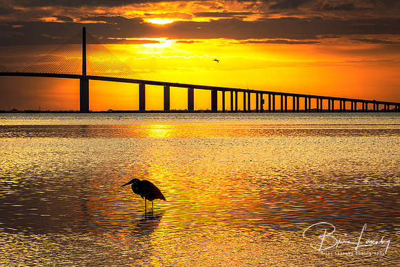 Great Blue Heron at sunrise - St. Petersburg, Florid
