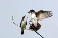 Eastern Kingbird feeding its fledgling young a dragonfly