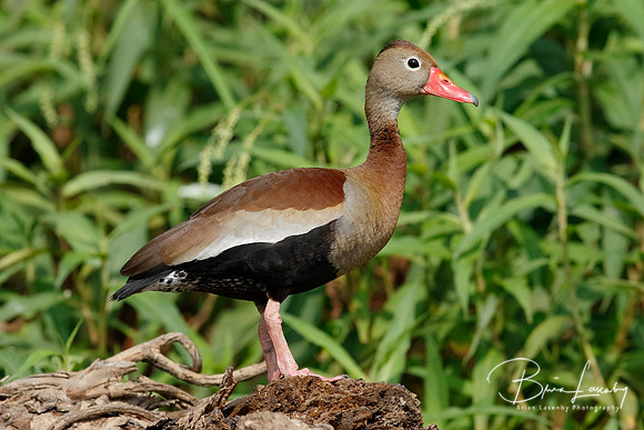 Black-bellied Whistling Duck - Gamboa, Panama