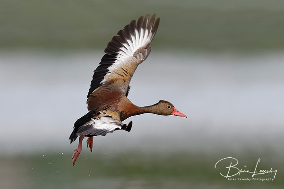 Black-bellied Whistling Duck taking off in flight - Panama