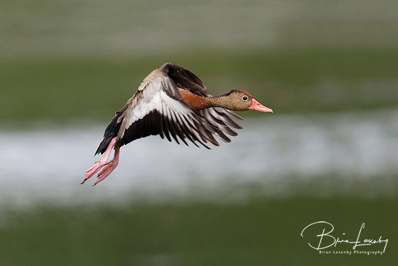 Black-bellied Whistling Duck taking off in flight - Panama