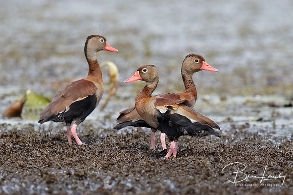 Group of Three Black-bellied Whistling Ducks - Gamboa, Panama
