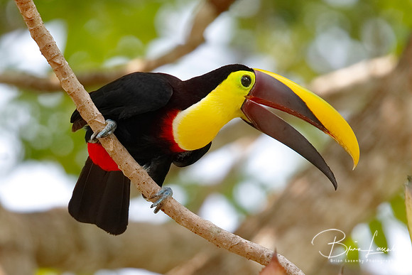 Chestnut-mandibled Toucan perched in a tree - Gamboa, Panama