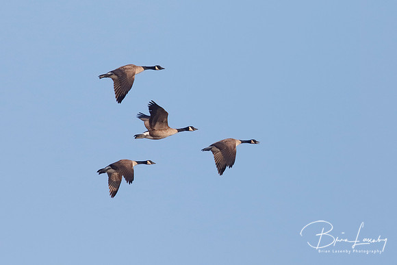 Group of Canada Geese Migrating in Spring - Ontario, Canada