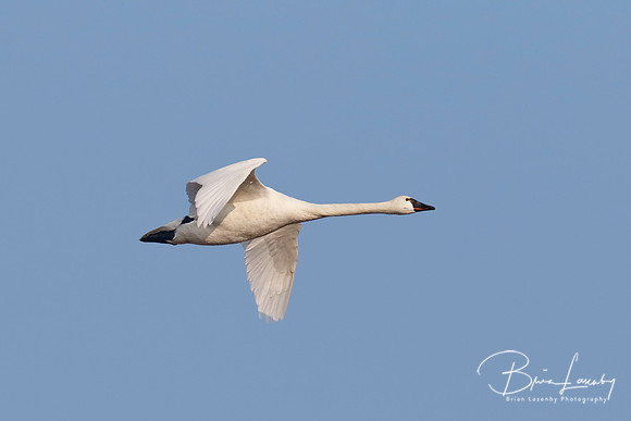 Tundra Swan - Ontario, Canada