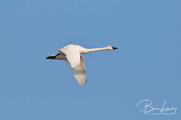 Tundra Swan - Ontario, Canada