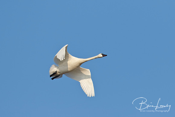 Tundra Swan Migrating in the Spring - Ontario, Canada