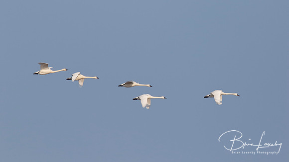 Tundra Swans - Ontario, Canada