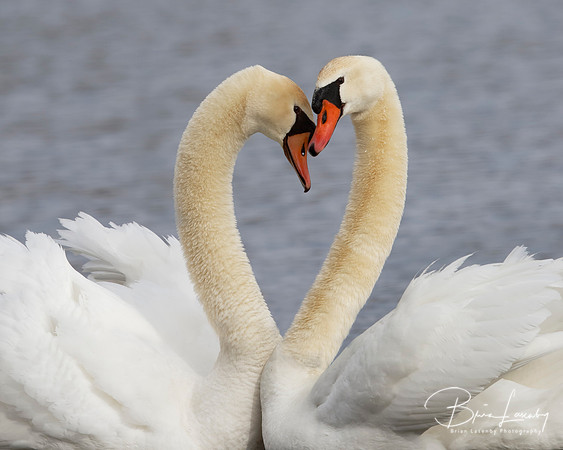 Mute Swans