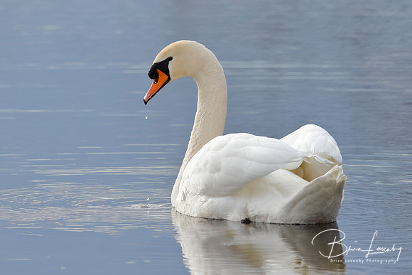 Mute Swan