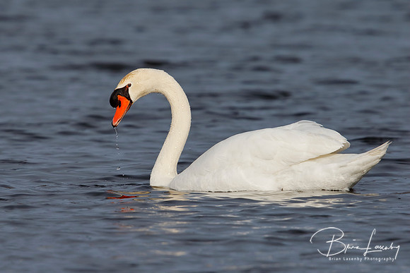 Mute Swan