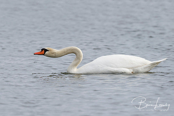 Mute Swan