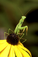 Praying Mantis on a Black-eyed Susan