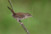 House Wren - Grand Bend, ON