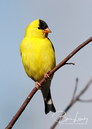Male American Goldfinch