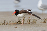 American Oystercatcher