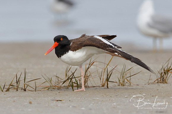 American Oystercatcher