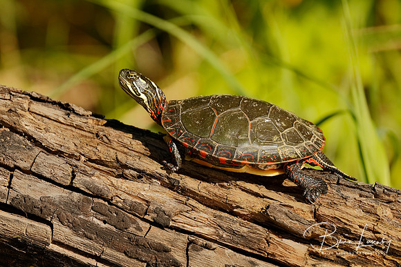 Midland Painted Turtle - Pinery Provincial Park, ON