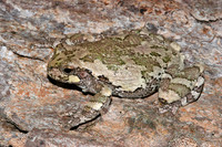 Gray Tree Frog