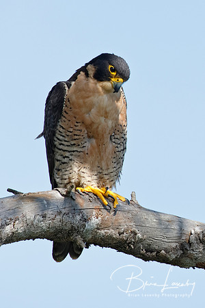 Peregrine Falcon perched in a tree - San Diego