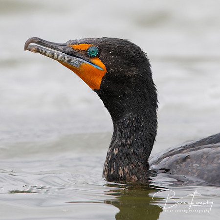 Closeup of a Double-crested Cormorant - Monterey, California