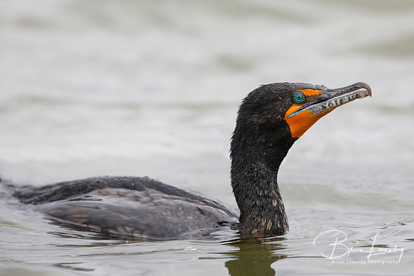 Double-crested Cormorant swimming in a California estuary