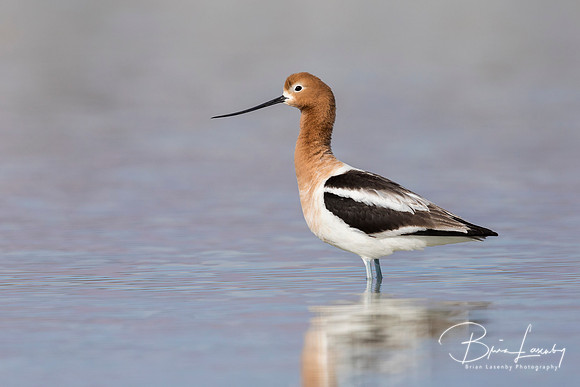 American Avocet standing in a shallow lake - Nevada