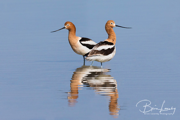 Pair of American Avocets in a shallow lake - Nevada