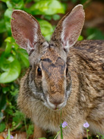 Eastern Cottontail Rabbit