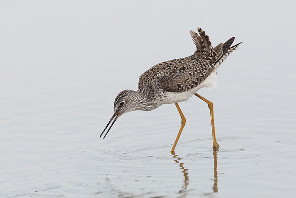 Lesser Yellowlegs - Texas