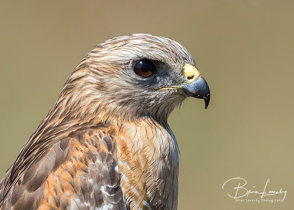 Red-shouldered Hawk
