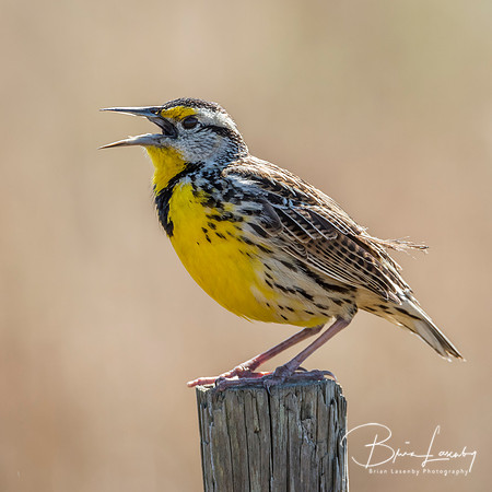 Eastern Meadowlark Singing From a Fence Post - Florida