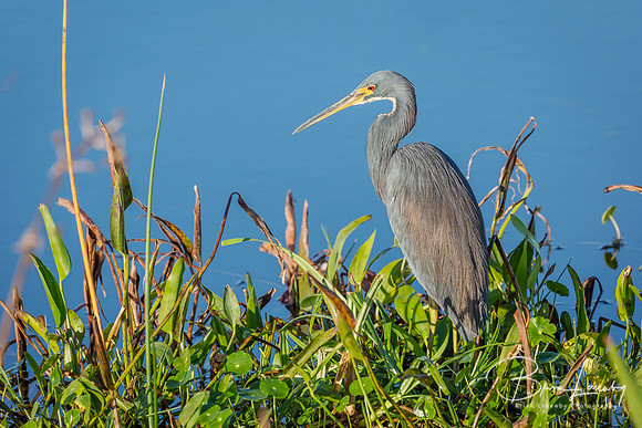 Tricolored Heron Stalking a Fish